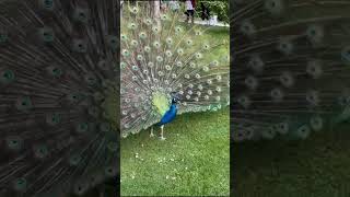 Amazing Peacock Dance - அழகான மயில் நடனம்