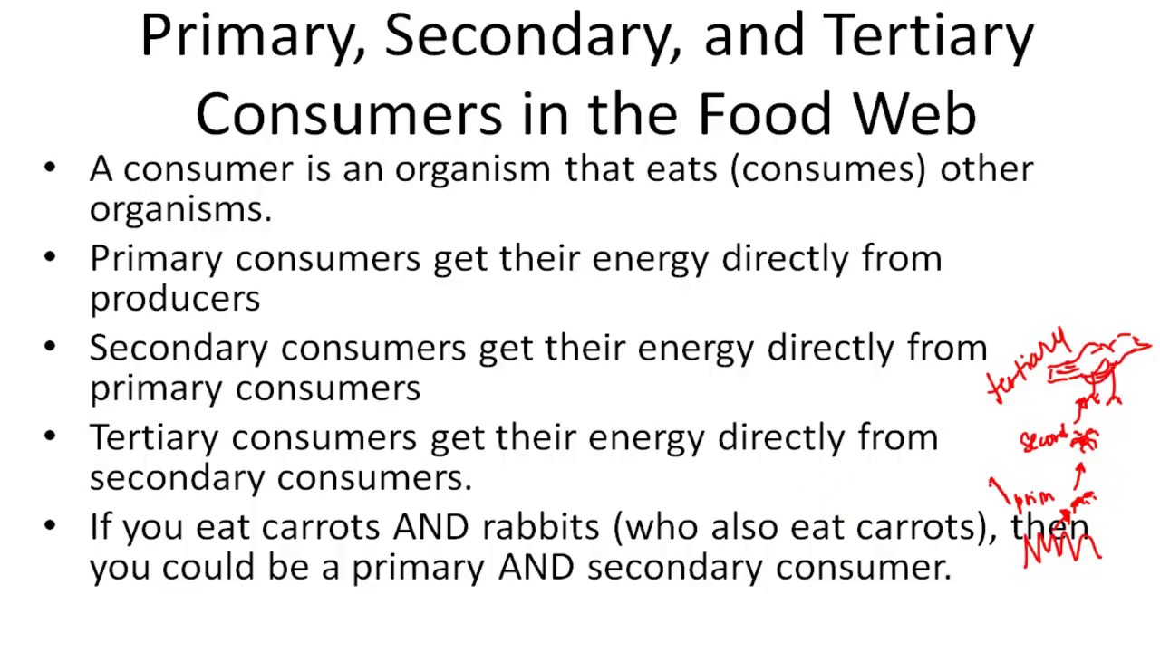 Primary, Secondary, And Tertiary Consumers In The Food Web - YouTube