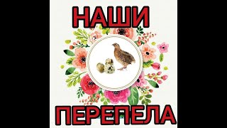 Перепела с ноля!!!