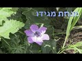 פריחות חורף 2022