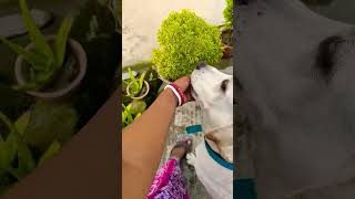 #shreema #doglover #funny #shreetama #labrador #musicsong #musicgenre #dancemusic