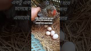 অরজিনাল দেশি মুরগির ডিম #funny #enjoy #cooking #age #chicken #viralvideo #shorts #youtube #support