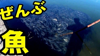 【バス釣り】凄まじい大量の魚に遭遇したが全然釣れません！