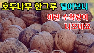 귀촌일상/텃밭 호두나무 한그루 수확량