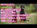 【最新版・犬種図鑑】ドーベルマン【犬を知る】