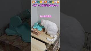 【白猫バームと黒猫ランク】The way of turning the educational toy for cats with using her paw😊回し方のクセが強いバーム