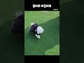 모른척 지나가세요 혼자있고 싶으니까 shorts 반려견 bichonfrise pets funny cute 몸 마음