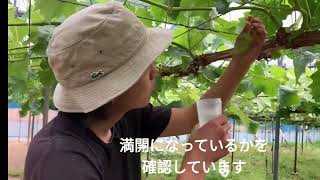 【種明かし】種なしぶどうの作り方【ジベレリン処理】