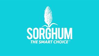 Sorghum in the 21st Century