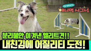 보더 콜리 '모과'의 어질리티 도전기 🐶 / YTN 사이언스