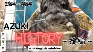 【チンチラ】アズキHISTORY～後編～素敵なレディへの道🐭