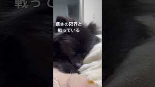 眠りそうで眠らない。寝れば良いのに　#黒ポメ #ポメラニアン #もふもふ #Pomeranian #犬 #dog #もふもふ #癒し #ペット #포메라니안