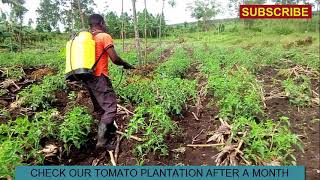 EPS 3 : SPRAYING TO CONTROL COMMON TOMATO DISEASES