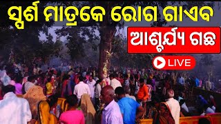 Live: Satpura Wildlife Sanctuaryର ଏକ ଅଦ୍ଭୁତ ଗଛ, ଛୁଇଁଦେଲେ ହୁଏ ସମସ୍ତ ରୋଗ ଦୂର | Magic Tree | Odia News