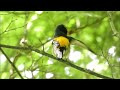 キビタキ・特大 4k動画 narcissus flycatcher extra large 4k video