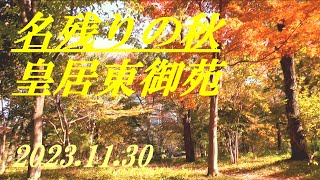 名残りの秋　皇居東御苑　2023.11.30