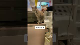 洗濯機のふたに戸惑うねこ　#cat #猫 #洗濯機 #ぺるる