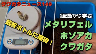 クワガタニュース149〜経過から学ぶメタリフェルホソアカクワガタの最終マット交換