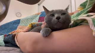 ASMR - Cat Massage [A Relaxing Video/Cat Purring/Purr/Therapeutic]