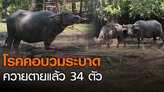 โรคคอบวมระบาดหนัก ควายตาย 34 ตัว l TNNข่าวเที่ยง l 10-8-63