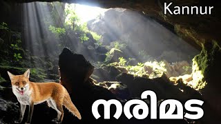 ആരുമറിയാത്ത കണ്ണൂരിലെ ഒരു നരിമട | A hidden Narimada in Kannur