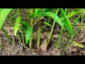 ලාබදායි ඉගූරු වගාව ginger cultivation ikmanwga