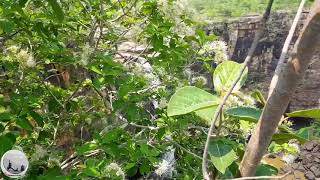 Kharaldhas Waterfall || Nuapada ||odisha