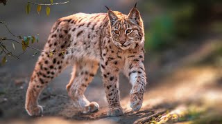 Eurasian Lynx: Masters of Stealth and Camouflage | Wild Cats Facts