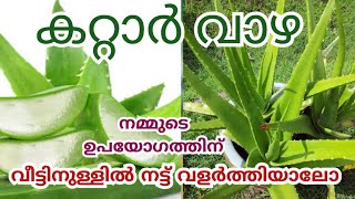 കറ്റാർവാഴ വീട്ടിനുള്ളിൽ എങ്ങനെ വളർത്താം |Aloevera Indoor Plant @interestingvlogsmalayalam |youtube