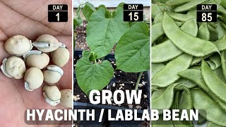 Growing Hyacinth/lablab bean from seed