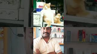 நமக்கும் இந்த மாதிரி ஒரு ஆள் வேணும்😄😄😄😄 #cat #comedy #funny #catlover #minibite