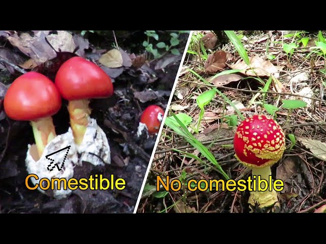 Hongos No Comestibles