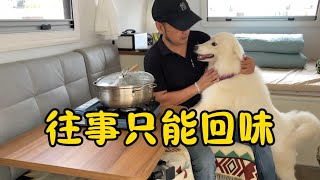 第332集/往事只能回味，每次看到小白的视频！我都泪流满面#dog #艾倫 #流浪狗