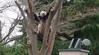 リーリーの木登り　Panda climb a tree 　 パンダ　上野動物園