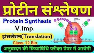 प्रोटीन संश्लेषण | translation class 12 biology | protein synthesis in hindi | protein sanshleshan