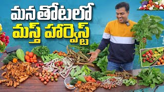 మన తోటలో మస్త్ హార్వెస్ట్ #harvest