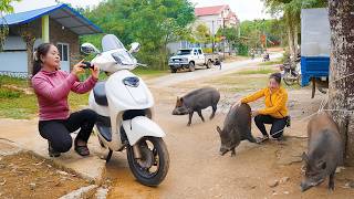 Selling 80kg Pigs After 6 Months - Buying a New Motorbike - Farm Life