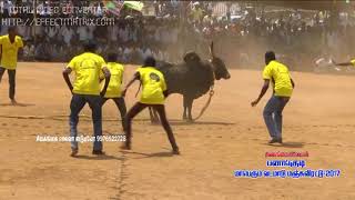 Jallikattu | மஞ்சுவிரட்டு 2017 manjuvirattu 2017   YouTube 2