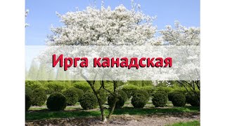 Ирга канадская 🌿 Обзор: посадка и уход. крупномеры ирги : описание и особенности