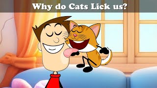 Why do Cats Lick us? + more videos | #aumsum #kids #cartoon #whatif