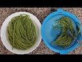 Маринованная стручковая фасоль pickled green beans