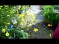 Wilson's Garden Center: Dead heading Coreopsis