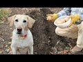 2nd Try: Fall Potato Planting for a Spring Harvest (ft. Sadie the Garden Dog)