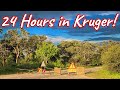 24 Hours in the Kruger National Park, South Africa! Ep 585