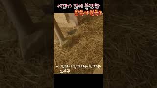 짐 어딜 만지는거여? #백일의낭군님#도경수#남지현#정해균