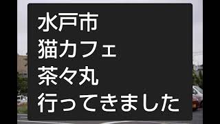 猫カフェ  水戸市  茶々丸  行ってみた