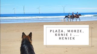 GSD Henry | Wielki powrót Henrego ☺️ Wizyta nad morzem