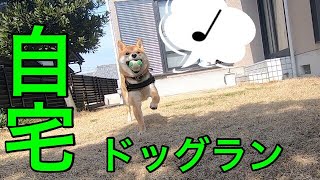 自宅にできたドッグランで戯れる柴犬