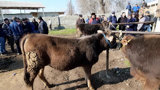 шахрисабиз чоршанби мол бозоридан