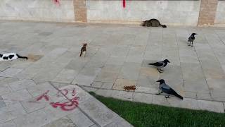 cat protects kitten from crows